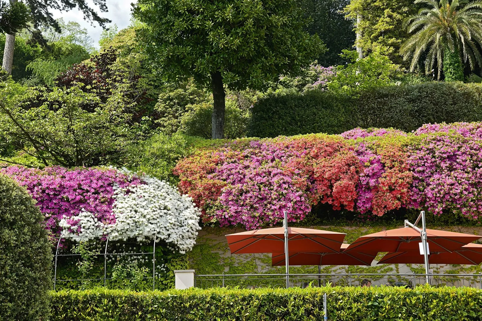 Grandi cespugli di azalee fiorite rosa, fucsia, rosse e bianche nel giardino di Villa Carlotta a Tremezzo, tra alberi e siepi verdi